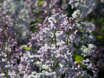 Close-up of purple flowering plant