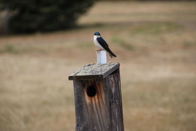 Bird on wooden post
