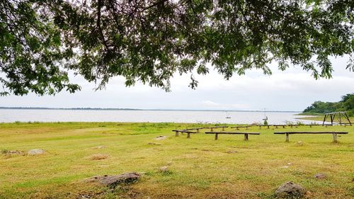 Scenic view of trees on field against sky