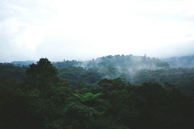 Scenic view of forest against sky