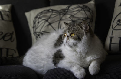 Portrait of cat sitting on sofa at home