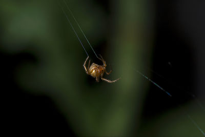 Close-up of spider on web