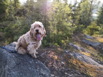 Dog on rock in forest