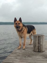 Portrait of dog standing on wood against sky