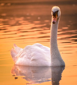 Close-up of swan swimming in lake