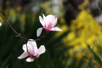 Close-up of pink flower