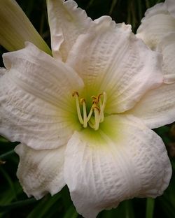 Close-up of white day lily blooming outdoors