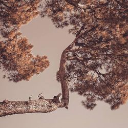 Low angle view of bare trees