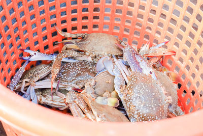 High angle view of fish in container