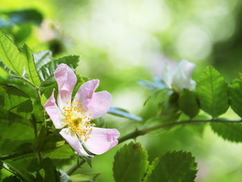 Close-up of flowers blooming outdoors