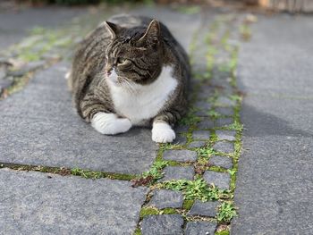 Portrait of cat relaxing on footpath
