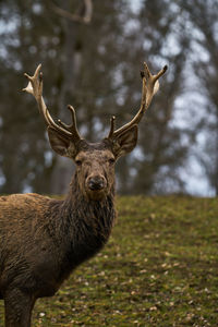 Deer in a field