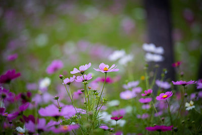 Close-up of pink cosmos flowering plants on field