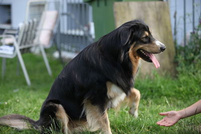 Close-up of a dog on field