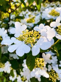 Close-up of white flowering plant in park
