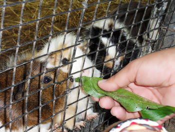 Close-up of hand holding lizard in cage