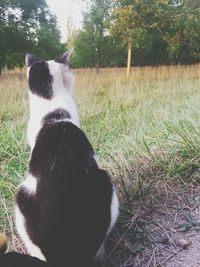 domestic animals