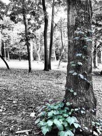 Trees in forest