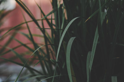 Close-up of grass growing on field