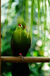 Close-up of parrot perching