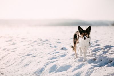 Close-up of dog