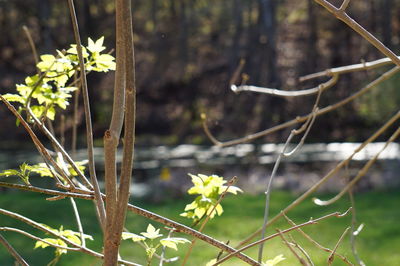 Close-up of plant against blurred background