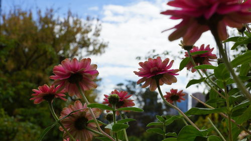 Close-up of pink flowering plant