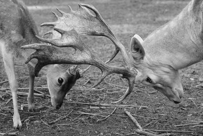 Side view of deer on field