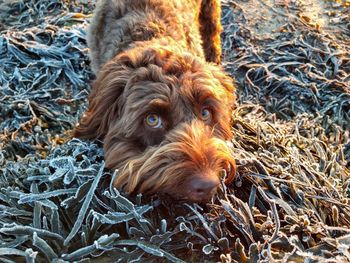 High angle view of dog on seaweed