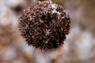 Close-up of dried plant