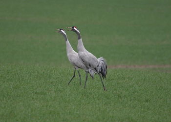 Bird walking on grass