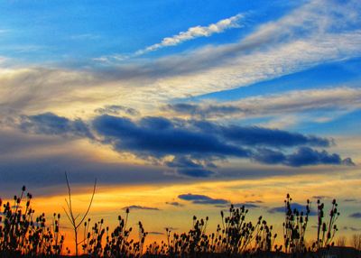 Low angle view of silhouette plants against sky during sunset