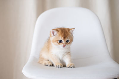 Kitten sitting, small cat, cute animal, fluffy pet, wool, look down, horizontal, play with a toy