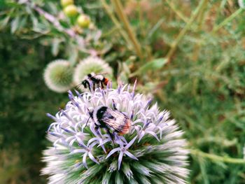 Close-up of bee on purple flower