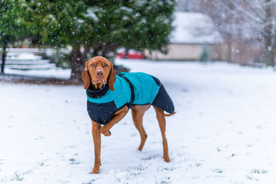 Beautiful vizsla dog wearing blue winter coat enjoying snowy day outdoors. 