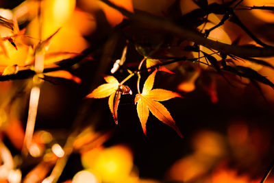 Close-up of maple leaf during autumn