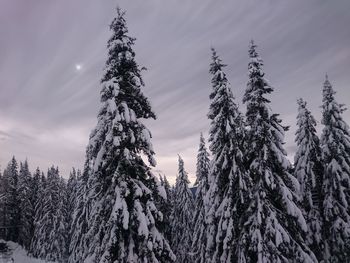 Low angle view of snow covered trees