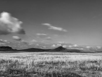 Scenic view of wheat field against sky