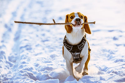 View of a dog on snow