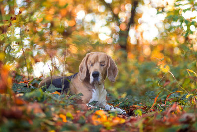 Dog in the forest