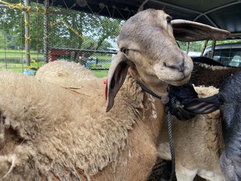 Close-up of a sheep