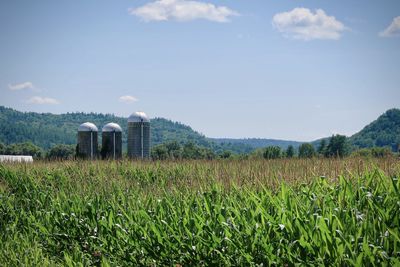 Cornfield and silos