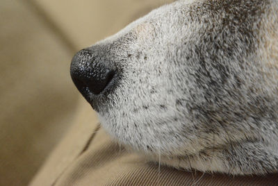 Close-up of a dogs nose