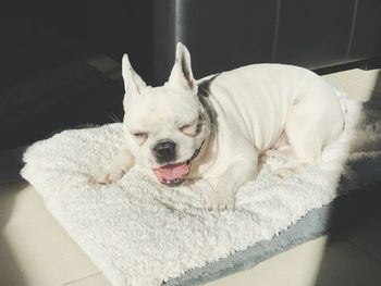 Portrait of white dog lying down