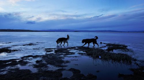 Dogs on beach against sky