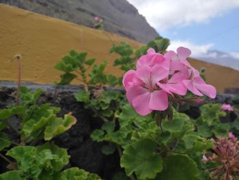 Close-up of pink cosmos blooming outdoors