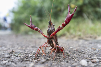 Close-up of insect on land