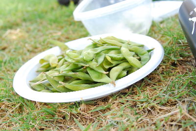 Close-up of edamame beans in plate on field