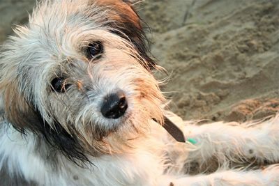 Close-up portrait of dog