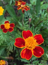 Close-up of red flowers